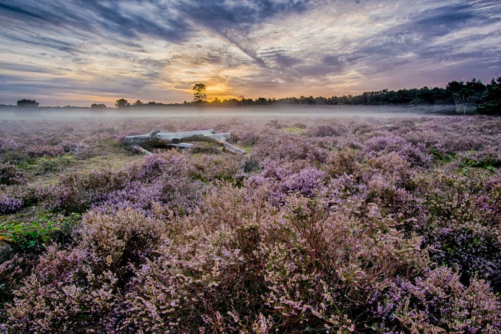 Beautiful sunrise over a misty lavender field in Uden, Netherlands.
